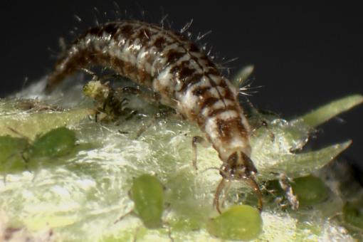 Chrysoperla MC500 100 m²
