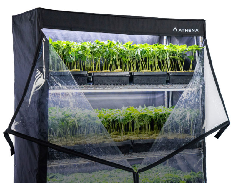 Athena VP Dome Stecklingsbox – Anwendung im Gewächshaus