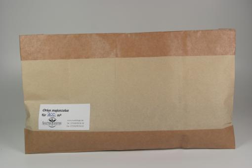 Orius laevigatus – Raubwanzen für ca. 100 m²