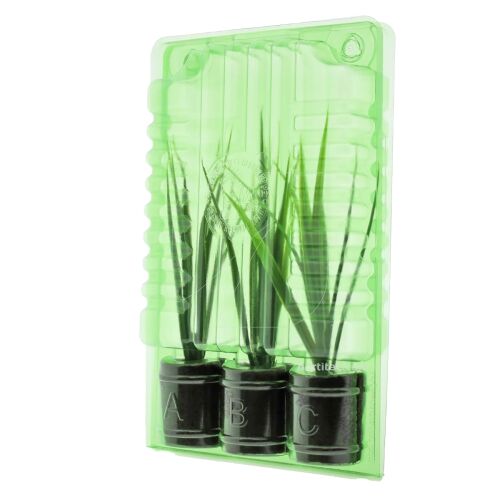 Clone Shipper Transportbox