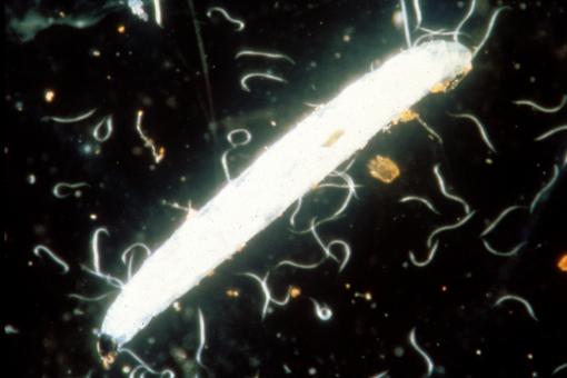SF Nematoden gegen Trauermücken (Steinernema)
