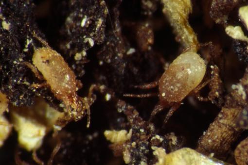 Raubmilben Hypoaspis miles / aculeifer